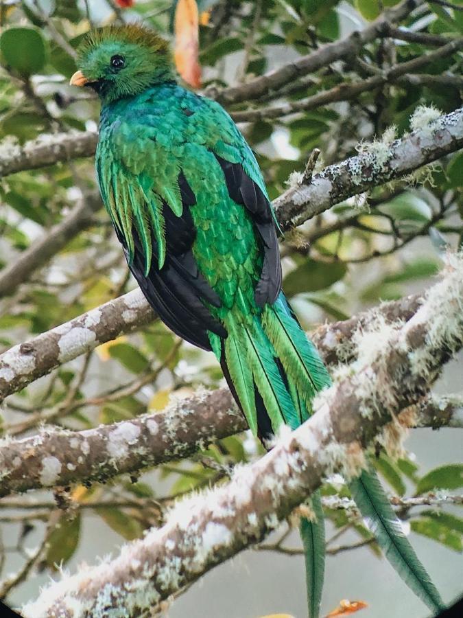 Trogon Lodge Сан-Херардо-де-Дота Экстерьер фото